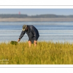 Pêcheur à pied cueillant de la salicorne