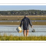 Pêcheur à pied cueillant de la salicorne