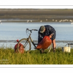 Pêcheur à pied cueillant de la salicorne