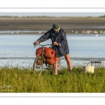 Pêcheur à pied cueillant de la salicorne