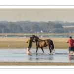 Eleveurs de chevaux promènent et entrainent leur monture