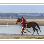 Eleveurs de chevaux promènent et entrainent leur monture