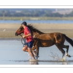 Eleveurs de chevaux promènent et entrainent leur monture