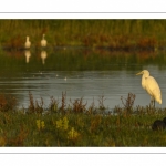 Grande Aigrette (Ardea alba - Great Egret)