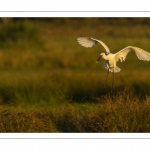 Spatule blanche (Platalea leucorodia - Eurasian Spoonbill)