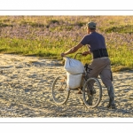 France, Somme (80), Baie de Somme, Le Crotoy, Plages de la Maye, Réserve naturelle de la Baie de Somme,Pêcheur à pied ramenant des sacs de salicorne sur un vélo sans selle // France, Somme (80), Baie de Somme, Le Crotoy, Plages de la Maye, Baie de Somme Nature Reserve,Fisherman  bringing back bags of glasswort on a bike without saddle