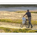 France, Somme (80), Baie de Somme, Le Crotoy, Plages de la Maye, Réserve naturelle de la Baie de Somme,Pêcheur à pied ramenant des sacs de salicorne sur un vélo sans selle // France, Somme (80), Baie de Somme, Le Crotoy, Plages de la Maye, Baie de Somme Nature Reserve,Fisherman  bringing back bags of glasswort on a bike without saddle