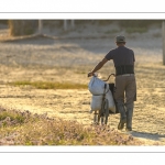 France, Somme (80), Baie de Somme, Le Crotoy, Plages de la Maye, Réserve naturelle de la Baie de Somme,Pêcheur à pied ramenant des sacs de salicorne sur un vélo sans selle // France, Somme (80), Baie de Somme, Le Crotoy, Plages de la Maye, Baie de Somme Nature Reserve,Fisherman  bringing back bags of glasswort on a bike without saddle