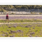 Promeneurs parmi les lilas de mer