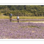 Promeneurs parmi les lilas de mer