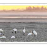 Spatule blanche (Platalea leucorodia - Eurasian Spoonbill)