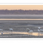 Spatule blanche (Platalea leucorodia - Eurasian Spoonbill)