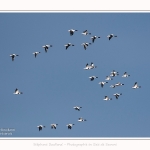 Tadornes_16_10_2016_005-border