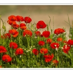 Talus couvert de coquelicots