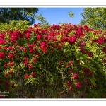 Promenade dans la vieille ville de Saint-Valery-sur-Somme