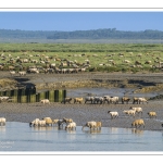 Les moutons de prés salés sur les bords de Somme