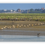 Les moutons de prés salés sur les bords de Somme