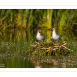 Mouette rieuse (Chroicocephalus ridibundus - Black-headed Gull)