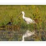 Spatule blanche (Platalea leucorodia - Eurasian Spoonbill)