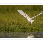 Spatule blanche (Platalea leucorodia - Eurasian Spoonbill)