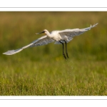 Spatule blanche (Platalea leucorodia - Eurasian Spoonbill)