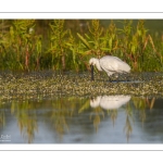 Spatule blanche (Platalea leucorodia - Eurasian Spoonbill)