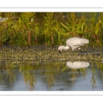 Spatule blanche (Platalea leucorodia - Eurasian Spoonbill)