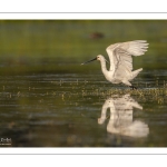 Spatule blanche (Platalea leucorodia - Eurasian Spoonbill)