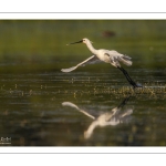 Spatule blanche (Platalea leucorodia - Eurasian Spoonbill)