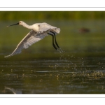 Spatule blanche (Platalea leucorodia - Eurasian Spoonbill)