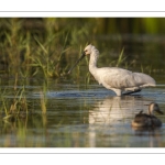 Spatule blanche (Platalea leucorodia - Eurasian Spoonbill)