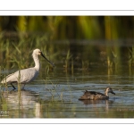 Spatule blanche (Platalea leucorodia - Eurasian Spoonbill)