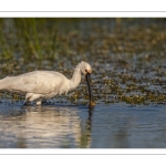 Spatule blanche (Platalea leucorodia - Eurasian Spoonbill)