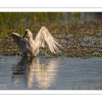 Spatule blanche (Platalea leucorodia - Eurasian Spoonbill)