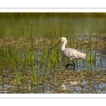 Spatule blanche (Platalea leucorodia - Eurasian Spoonbill)