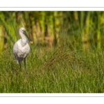 Spatule blanche (Platalea leucorodia - Eurasian Spoonbill)