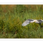 Spatule blanche (Platalea leucorodia - Eurasian Spoonbill)