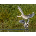 Spatule blanche (Platalea leucorodia - Eurasian Spoonbill)