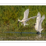 Spatule blanche (Platalea leucorodia - Eurasian Spoonbill)