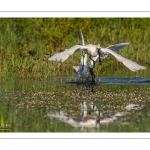 Spatule blanche (Platalea leucorodia - Eurasian Spoonbill)