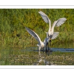 Spatule blanche (Platalea leucorodia - Eurasian Spoonbill)