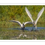 Spatule blanche (Platalea leucorodia - Eurasian Spoonbill)