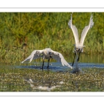 Spatule blanche (Platalea leucorodia - Eurasian Spoonbill)