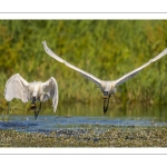 Spatule blanche (Platalea leucorodia - Eurasian Spoonbill)