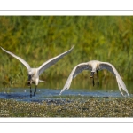 Spatule blanche (Platalea leucorodia - Eurasian Spoonbill)