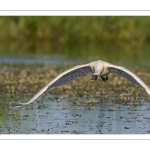 Spatule blanche (Platalea leucorodia - Eurasian Spoonbill)