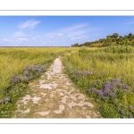 Le cap Hornu et la plage de Saint-Valery avec les lilas de mer