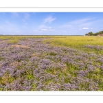 Le cap Hornu et la plage de Saint-Valery avec les lilas de mer