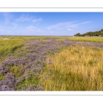 Le cap Hornu et la plage de Saint-Valery avec les lilas de mer