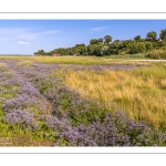 Le cap Hornu et la plage de Saint-Valery avec les lilas de mer